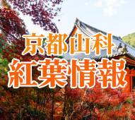 【紅葉情報！】　知る人ぞ知る！京都山科の見所いっぱい「紅葉の名所」のご案内