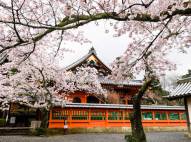 【桜情報】京都・滋賀の桜開花時期をエリアごとにお知らせいたします！