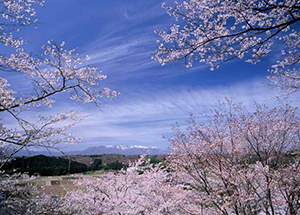 日本の美しい四季を感じることができます